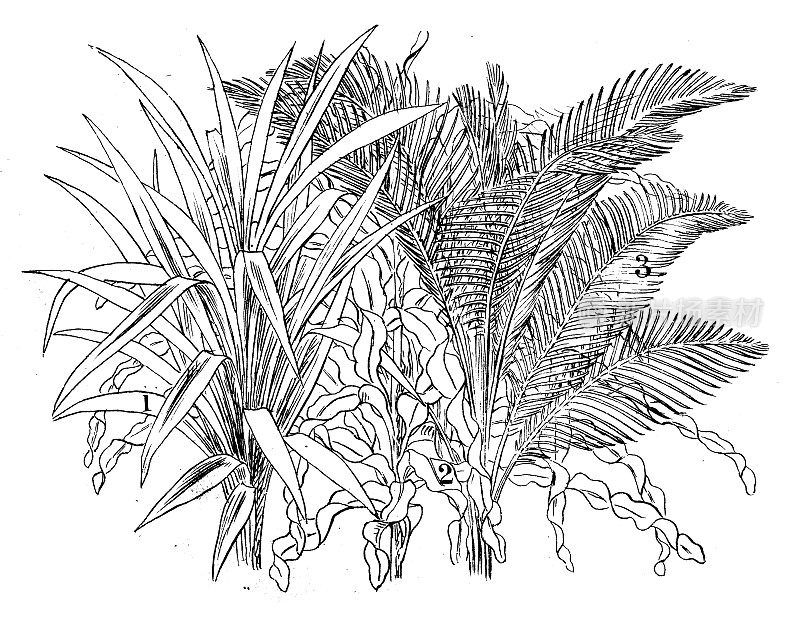 古董雕刻插图:龙血树，Croton (Codiaeum)， Cocos Weddelliana